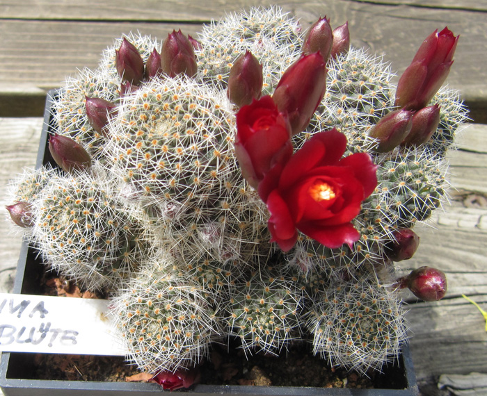 Rebutia kupperiana